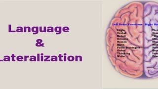 Lateralization Lateralization in linguistics importance of lateralization [upl. by Bathesda]