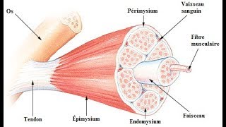 LHYPERTROPHIE MUSCULAIRE [upl. by Cassidy]