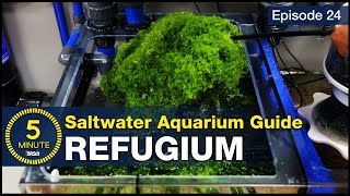 The lazy man’s way to avoid algae Refugium set up tips for nitrate and phosphate control [upl. by Hoehne839]