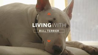 ALL ABOUT LIVING WITH HANK THE BULL TERRIER [upl. by Eissac]