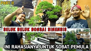 Mengulas media bonsai sinensis di daerah panasbonsapanoramabonsaibonsaisinensis [upl. by Burnight]