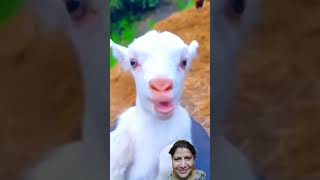 animals cat cow cute supercatchef funny viral short [upl. by Litnahc800]