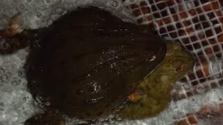 GIANT AFRICAN BULL FROG BREEDING Pyxicephalus Adspersus [upl. by Zizaludba504]