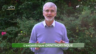 L’excentrique ORNITHORYNQUE [upl. by Ervine507]