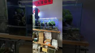 Moss苔蘚玻璃容器，號稱苔蘚生態造景最多的地方，還有樓上！ [upl. by Derr142]