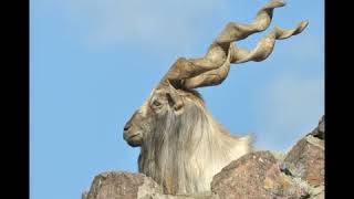 Markhor in Pakistan  wondrfull story [upl. by Dupuis]