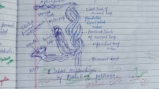 Coelomoducts amp Nephridia zoology zoologynotes nephridia [upl. by Vish]