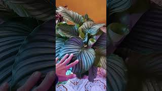 Calathea Orbifolia [upl. by Allan]