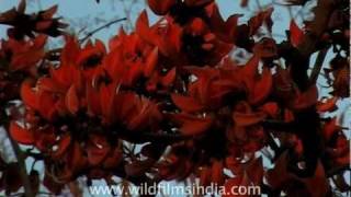 Flame of the forest or Palash Tree Gujarat [upl. by Enrev663]