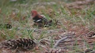 Whitewinged Crossbill [upl. by Edmead]