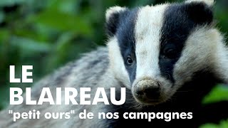 LE BLAIREAU quotpetit oursquot de nos campagnes European Badger [upl. by Hayikat]