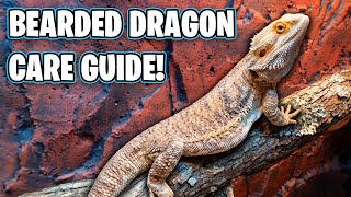 Bearded Dragon Care Guide  Beginners Guide [upl. by Eitsirc]