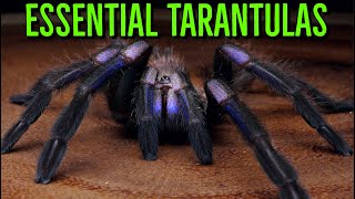 MUST HAVE Tarantulas  YOU Need These BIG Spiders [upl. by Desireah]