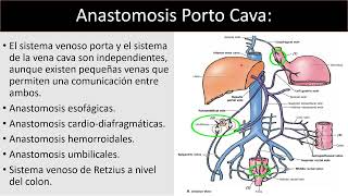 Anastomosis Porto Cava [upl. by Llehsor868]