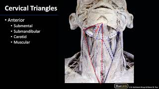 Anterior Neck  Triangles [upl. by Tabatha]