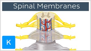 Neurology  Spinal Cord Introduction [upl. by Einhpets718]