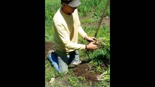 How to propagate Daylilies [upl. by Hoenack603]