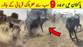 Pakistan Main 9 Sab Sy Khaternak Qurbani K Janwar  Eid 2023  NYKI [upl. by Anawad]