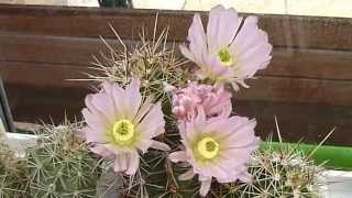 Echinocereus flowering [upl. by Annawik]