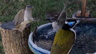 Noisy amp Little Friarbirds bathing Bluefaced Honeyeater finches just want a drink Australian birds [upl. by Regina]