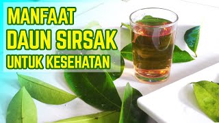 KHASIAT REBUSAN DAUN SIRSAK UNTUK KESEHATAN [upl. by Aytac618]