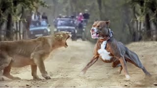 Awesome Footage of Lion Attacking Hyenas [upl. by Aserret]