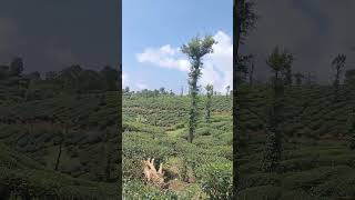 Valparai tea estate [upl. by Flore367]