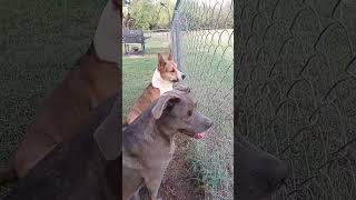 Dogs Spot a Loose Puppy [upl. by Selwin]