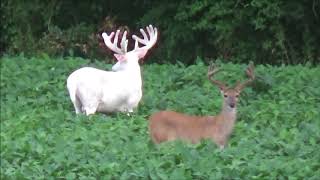 Incredibly Rare Sighting of Albino Whitetail Deer in White County Illinois [upl. by Diamond]