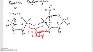 Hydrolysis of Maltose [upl. by Naivat]