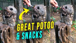 Great Potoo Enjoying Hand Fed Snacks [upl. by Altaf394]