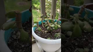 How to prune a Jade  Jade Propagation  Fixing a Leggy Jade Plant  shorts [upl. by Sibie]