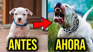 10 TRANSFORMACIONES Más Increíbles De Animales [upl. by Marylou812]