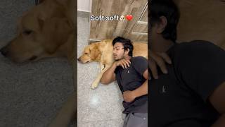 Like and subscribe for more videos doglover goldenretriever [upl. by Harrus990]