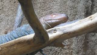 Caiman Lizard Rainforest of the Americas LA Zoo Los Angeles California US Nov 22 2024 Conservation [upl. by Dolph]