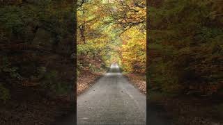 Autumn in the Peak District peakdistrictnationalpark landscapephotography woodland [upl. by Navad598]