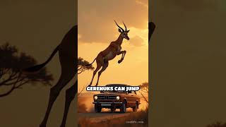 Incredible Gerenuk Facts You Didnt Know [upl. by Wolsniw]