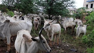 A VISIT TO TUE BIGGEST LIVESTOCK MARKET IN EDO STATE [upl. by Eanal]