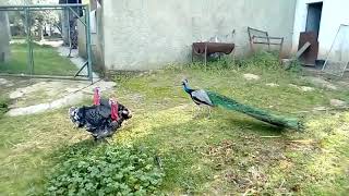 Peacock Tries To Attack Turkeys But Gets Attacked Back  1080734 [upl. by Griffy]