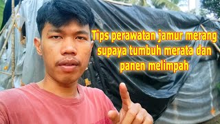 Cara perawatan jamur merang setelah pembasahan atau pengabutan  Budidaya jamur merang [upl. by Lynnette521]