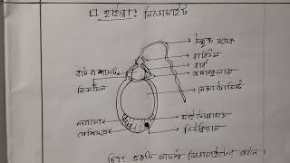 একটি আদর্শ নিডোসাইট Cnidocyte কোষের গঠন  HSC  Arifs Biology Academy [upl. by Alyek518]