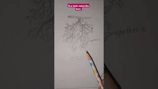 Bsc 1st semester diagram of usnea in botany  please  like  share  and  subscribe [upl. by Latea]