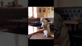 Funny Cat Video cat youtubeshorts ytshorts [upl. by Lerud]