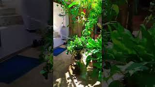 Nossa senhoria viajou e deixou as plantas com agente shotsfeed shortvideo [upl. by Nikolaus]