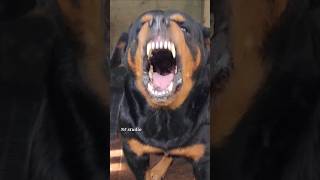 Angry puppy barking sound angrypuppy dogsound angrypets pets angrydog barkingsound angry [upl. by Adnyl]