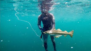 The Spearfishing Inception  Spearfishing Scotland [upl. by Geis]