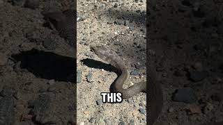 Hognose Snake on My Run [upl. by Rbma]