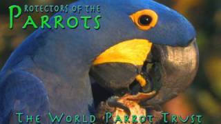 Protectors of the Parrots  World Parrot Trust [upl. by Elehcin155]