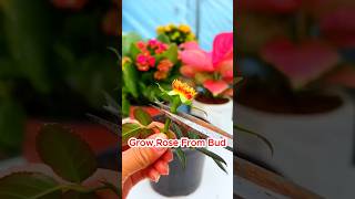 Grow Roses from a Single Bud Using a Banana  Easy Gardening Hack rose garden [upl. by Katerina335]