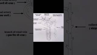 Structure of Nephron structure biology nursing [upl. by Gnos]